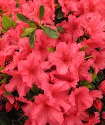 Pandy's Garden Center Azalea - Girard Rose Pink
