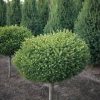 Pandy's Garden Center Nursery Spruce - Little Gem Dwarf Norway