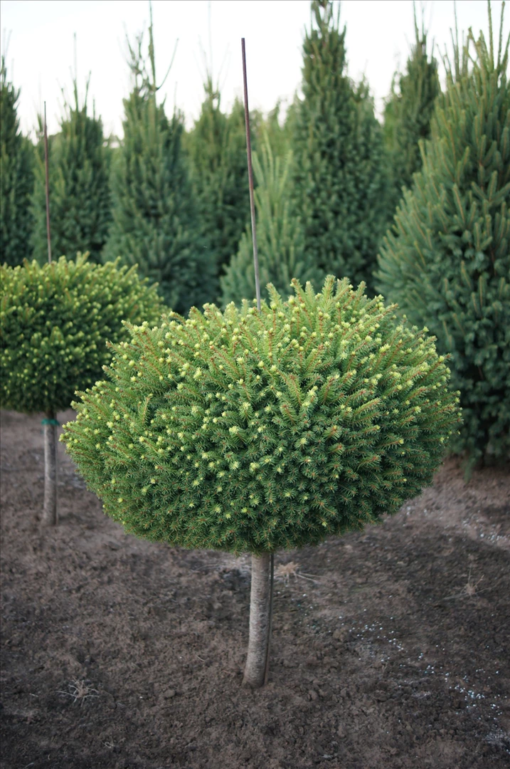 Pandy's Garden Center Nursery Spruce - Little Gem Dwarf Norway 3 Pandy's Garden Center Nursery Spruce - Little Gem Dwarf Norway