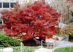 Pandy's Garden Center Japanese Maple Glowing Embers