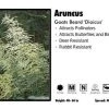 Pandy's Garden Center Perennials Aruncus 'Dioicus' Goats Beard