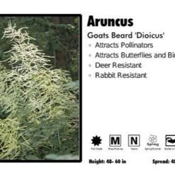 Pandy's Garden Center Perennials Aruncus 'Dioicus' Goats Beard
