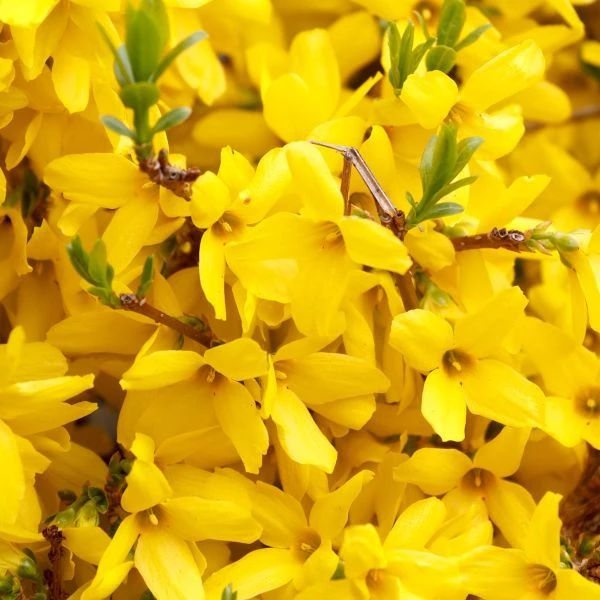 Pandy's Garden Center Nursery Forsythia-Gold Tide Dwarf #3 3 Pandy's Garden Center Nursery Forsythia-Gold Tide Dwarf #3