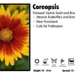 Pandy's Garden Center Coreopsis ‘Uptick Gold And Bronze’ Tickseed