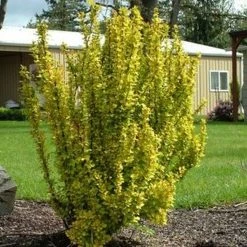 Pandy's Garden Center Barberry-Golden Rocket #3 Nursery
