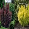 Pandy's Garden Center Barberry Dwarf Golden Nursery