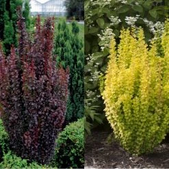 Pandy's Garden Center Barberry Dwarf Golden Nursery