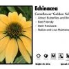 Pandy's Garden Center Echinacea ‘Golden Yellow’ Coneflower