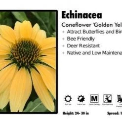 Pandy's Garden Center Echinacea ‘Golden Yellow’ Coneflower