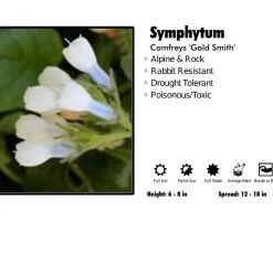 Pandy's Garden Center Perennials Symphytum ‘Goldsmith’ Comfreys