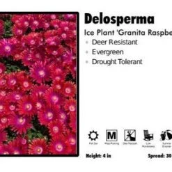 Pandy's Garden Center Delosperma ‘Granita Raspberry’ Ice Plant Perennials