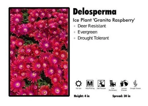 Pandy's Garden Center Delosperma ‘Granita Raspberry’ Ice Plant Perennials 3 Pandy's Garden Center Delosperma ‘Granita Raspberry’ Ice Plant Perennials