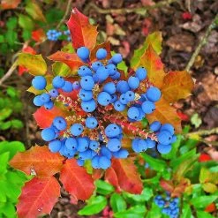 Pandy's Garden Center Nursery Oregon Grape Holly #3