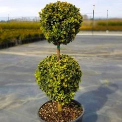 Pandy's Garden Center Boxwood - Green Mountain 2 Ball