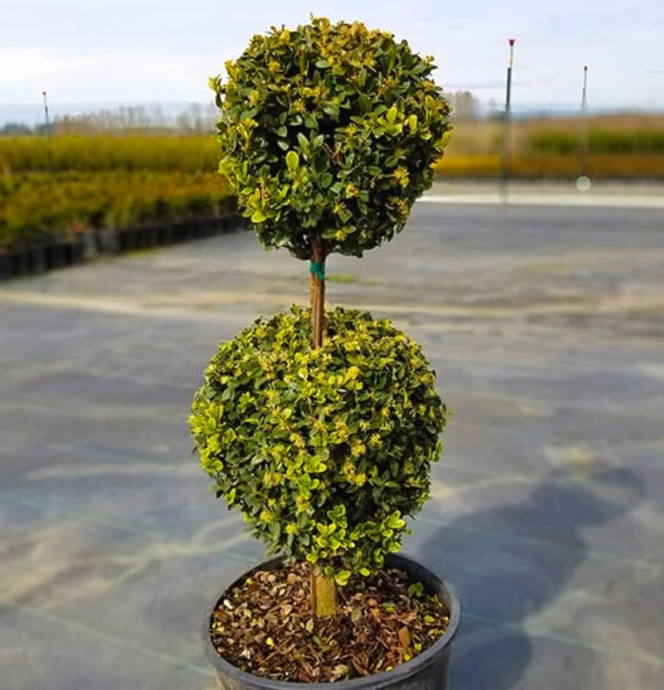 Pandy's Garden Center Boxwood - Green Mountain 2 Ball 3 Pandy's Garden Center Boxwood - Green Mountain 2 Ball