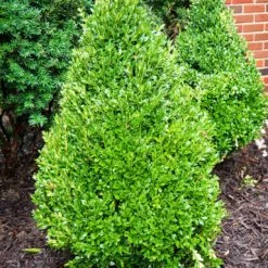 Pandy's Garden Center Boxwood - Green Mountain Pyramidal Nursery
