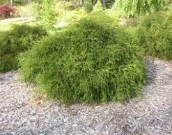 Pandy's Garden Center Cypress Green Thread Nursery