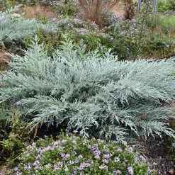Pandy's Garden Center Nursery Juniper Grey Owl