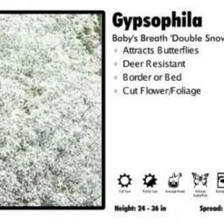 Pandy's Garden Center Gypsophila ‘Double Snowflake’ Baby's Breath Perennials
