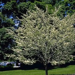 Pandy's Garden Center Hawthorne Winter King