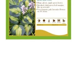 Pandy's Garden Center Hosta ‘Heat Wave’ Perennials
