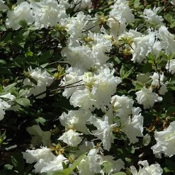 Pandy's Garden Center Azalea - Helen Curtis Double White Nursery