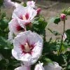 Pandy's Garden Center Nursery Rose Of Sharon Helene E4 !