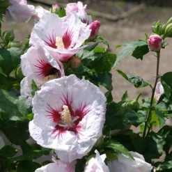 Pandy's Garden Center Nursery Rose Of Sharon Helene E4 !