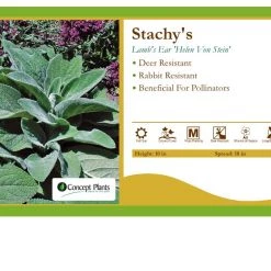 Pandy's Garden Center Stachy's 'Helen Von Stein' Lamb's Ear Perennials