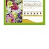 Pandy's Garden Center Hellebores Double Ladies Mix Lenten Rose Perennials