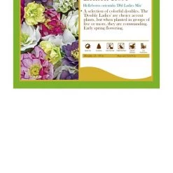 Pandy's Garden Center Hellebores Double Ladies Mix Lenten Rose Perennials