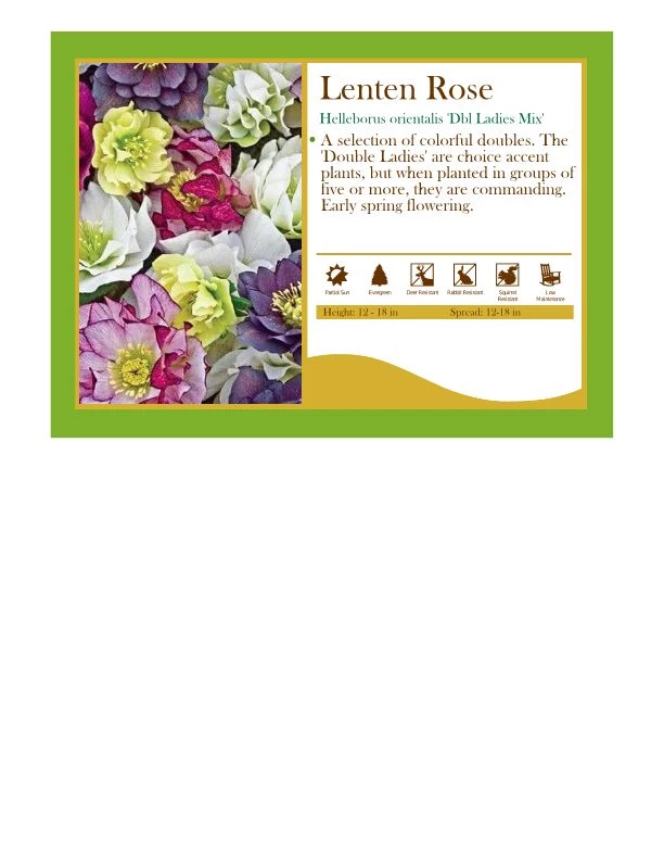 Pandy's Garden Center Hellebores Double Ladies Mix Lenten Rose Perennials 3 Pandy's Garden Center Hellebores Double Ladies Mix Lenten Rose Perennials
