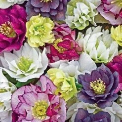 Pandy's Garden Center Hellebores Double Ladies Mix Lenten Rose Perennials 6 Pandy's Garden Center Hellebores Double Ladies Mix Lenten Rose Perennials