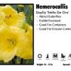 Pandy's Garden Center Hemerocallis ‘Stella De Oro' Daylily