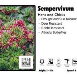 Pandy's Garden Center Sempervivum ‘Hens And Chicks’