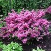 Pandy's Garden Center Azalea - Herbert Lavender