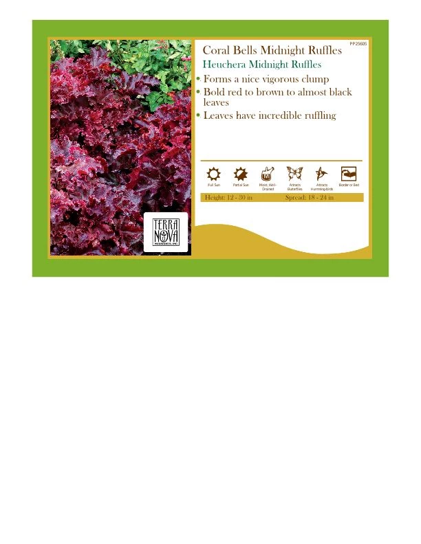 Pandy's Garden Center Heuchera Midnight Ruffles Coral Bells 3 Pandy's Garden Center Heuchera Midnight Ruffles Coral Bells