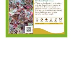 Pandy's Garden Center Perennials Heuchera ’Palace Purple' Coral Bells