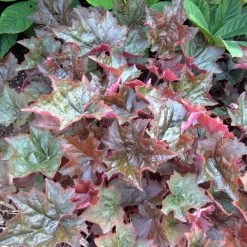Pandy's Garden Center Perennials Heuchera ’Palace Purple' Coral Bells