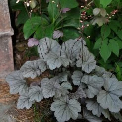 Pandy's Garden Center Heuchera 'Stainless Steel' Coral Bells