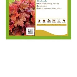 Pandy's Garden Center Heucherella’ Sweet Tea' Coral Bells Perennials