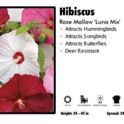 Pandy's Garden Center Hibiscus 'Luna Mix' Rose Mallow Perennials