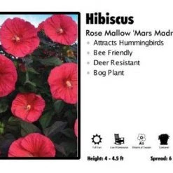 Pandy's Garden Center Hibiscus 'Mars Madness' Rose Mallow