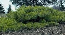 Pandy's Garden Center Pine Hillside Creeper Scotch Nursery