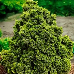 Pandy's Garden Center Hinoki Cypress - Dwarf