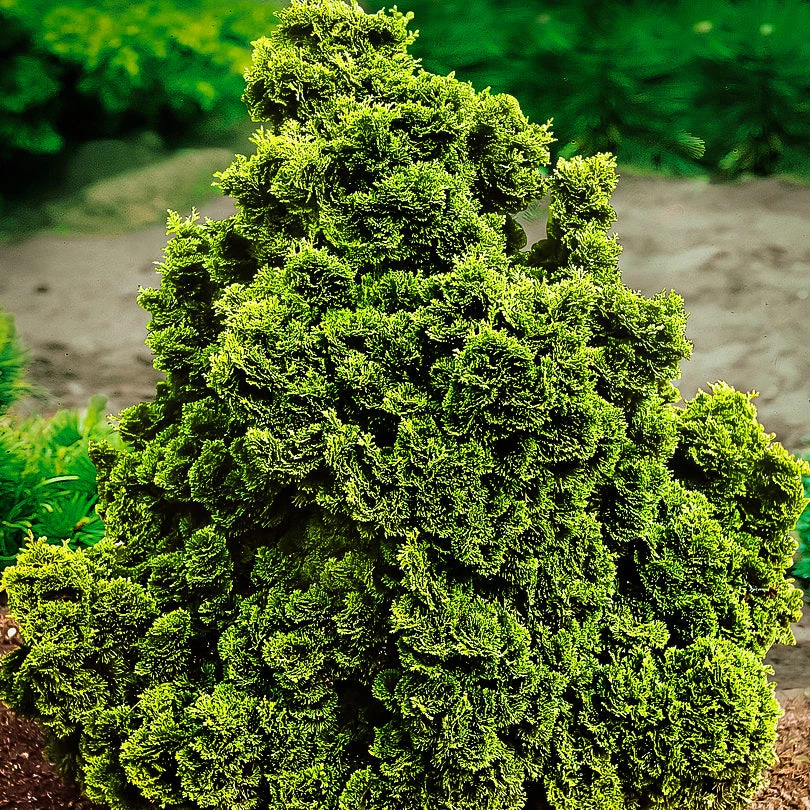Pandy's Garden Center Hinoki Cypress - Dwarf 3 Pandy's Garden Center Hinoki Cypress - Dwarf