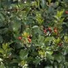 Advanced Ornamentals Nursery Holly - Blue Princess