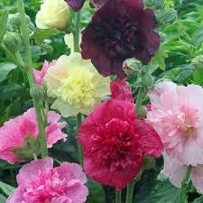 Pandy's Garden Center Alcea ‘Majorette Mix’ Hollyhock Perennials