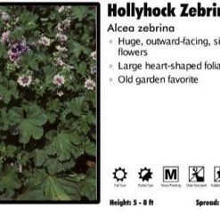 Pandy's Garden Center Alcea ‘Zebrina’ Hollyhock Perennials