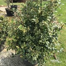 Pandy's Garden Center Holly Honey Maid Female 3 Pandy's Garden Center Holly Honey Maid Female